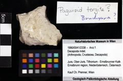 Foto (Objket + Etiketten) von Decapoda indet. 